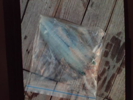 こかわ渡船　雅丸 釣果