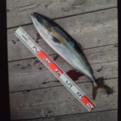 こかわ渡船　雅丸 釣果