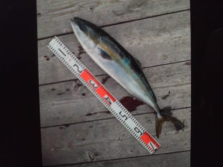 こかわ渡船　雅丸 釣果