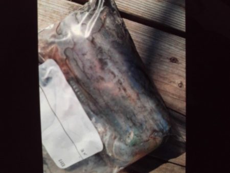 こかわ渡船　雅丸 釣果