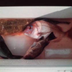 こかわ渡船 雅丸 釣果