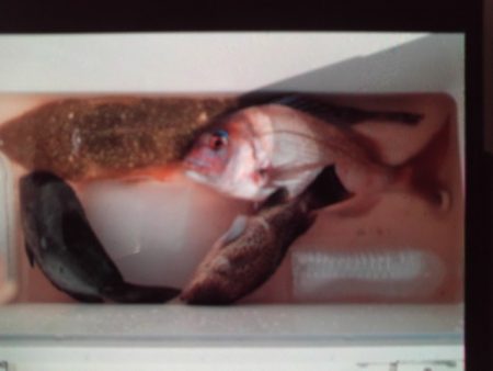 こかわ渡船 雅丸 釣果