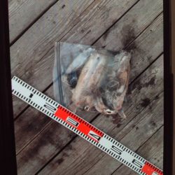 こかわ渡船　雅丸 釣果