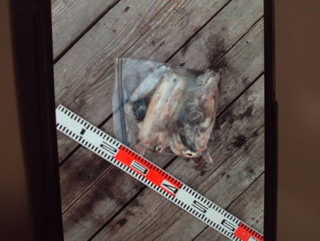 こかわ渡船　雅丸 釣果