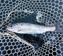 朝霞ガーデン 釣果