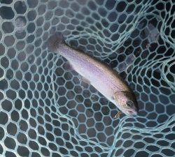 朝霞ガーデン 釣果