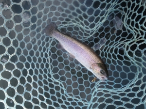 朝霞ガーデン 釣果