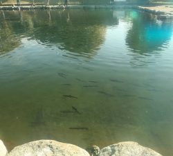 朝霞ガーデン 釣果