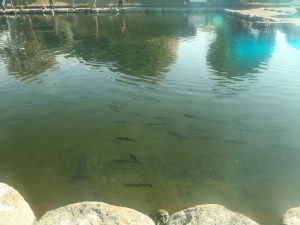 朝霞ガーデン 釣果