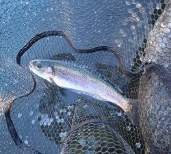 朝霞ガーデン 釣果