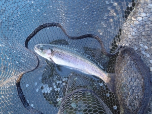 朝霞ガーデン 釣果