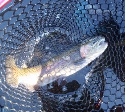 朝霞ガーデン 釣果