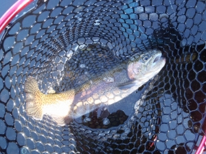 朝霞ガーデン 釣果