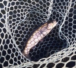 朝霞ガーデン 釣果