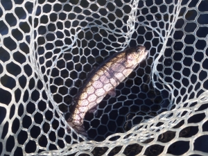 朝霞ガーデン 釣果