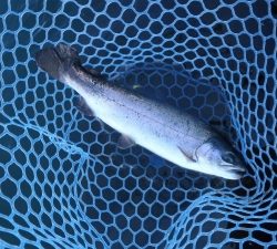 朝霞ガーデン 釣果