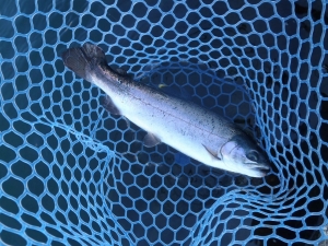 朝霞ガーデン 釣果