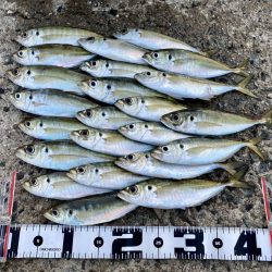 尺狙いのガチンコ勝負！！【がまかつ LUXXE宵姫 爽　インプレッション】