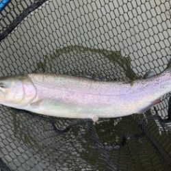 フィッシング サンクチュアリ 釣果