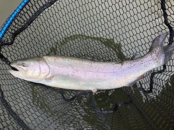 フィッシング サンクチュアリ 釣果