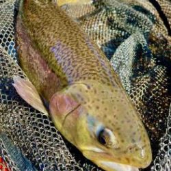 フィッシング サンクチュアリ 釣果