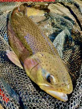 フィッシング サンクチュアリ 釣果