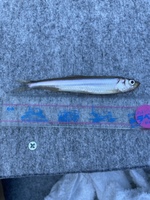 秩父フライフィールド 釣果