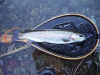 秩父フライフィールド 釣果