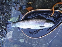 秩父フライフィールド 釣果