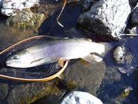 秩父フライフィールド 釣果