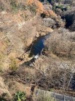 秩父フライフィールド 釣果