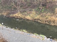 秩父フライフィールド 釣果