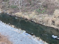 秩父フライフィールド 釣果