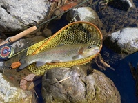 秩父フライフィールド 釣果