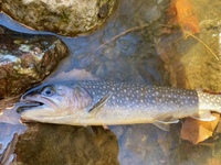 秩父フライフィールド 釣果