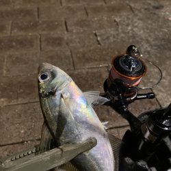 宵姫爽でカッコよくアジングを楽しもう！【がまかつ LUXXE宵姫 爽　インプレッション】