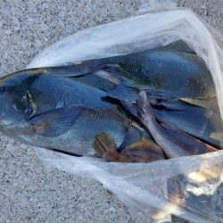 しば渡船 釣果