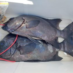 しば渡船 釣果