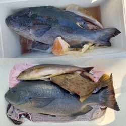しば渡船 釣果
