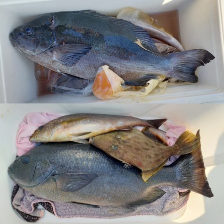 しば渡船 釣果