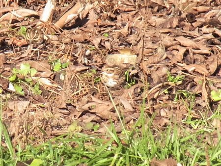 平谷湖フィッシングスポット 釣果