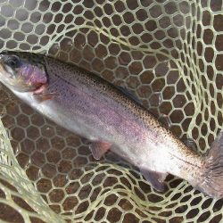 平谷湖フィッシングスポット 釣果