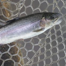 平谷湖フィッシングスポット 釣果