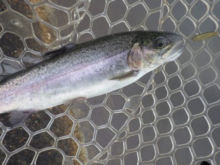 平谷湖フィッシングスポット 釣果