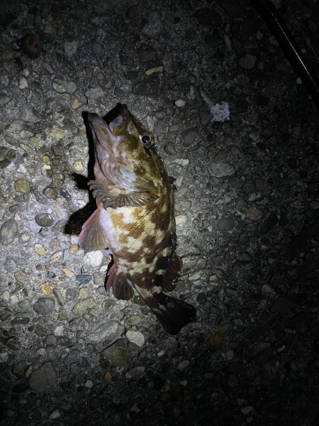 夜の前打ち　ガシラのみ