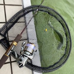 雪の舞う中エリアトラウト