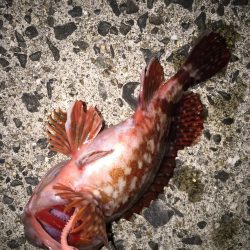 2022年釣り始めアジング