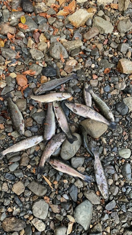 激寒の管理釣り場