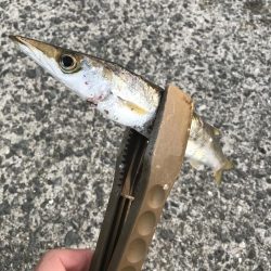 朝マズメのカマス釣り