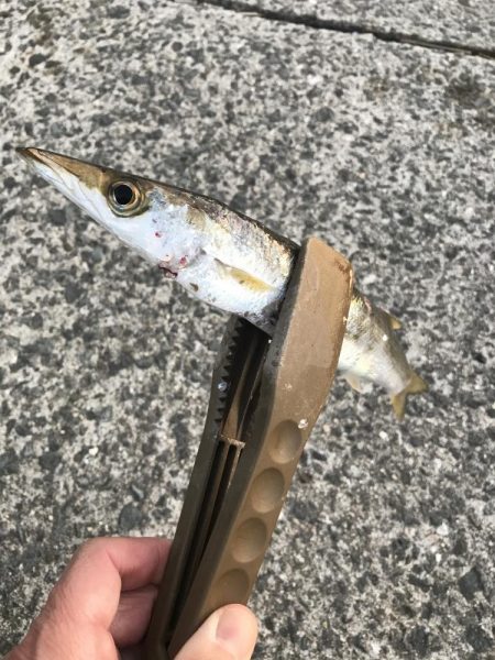 朝マズメのカマス釣り